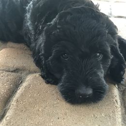 Goldendoodle Puppies from Flightline Doodles