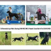 Curly-Coated Retrievers from Harvest Moon