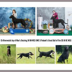 Curly-Coated Retrievers from Harvest Moon