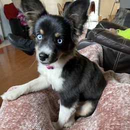 Sky - Miniature Australian Shepherd