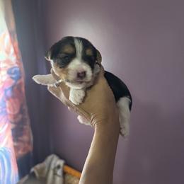 Parti boy 1 - Parti male Yorkshire Terrier puppy in Ohio from Britt n Cindys Yorkshire Terriers