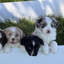 Australian Shepherds, Miniature Australian Shepherds, and Toy Australian Shepherds from Crazy Acres Aussies