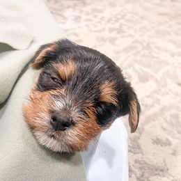 Yorkshire Terrier Puppies from Elaine’s Pup Co.