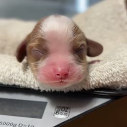 B. Girl - Blenheim female Cavalier King Charles Spaniel puppy in Siloam Springs, Arkansas from Queen Cavaliers