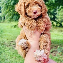 Black Collar Boy - Red  male Goldendoodle puppy in San Augustine, Texas from Vintage Doodles