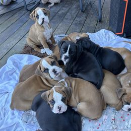Boxer Puppies from Nala’s Pride