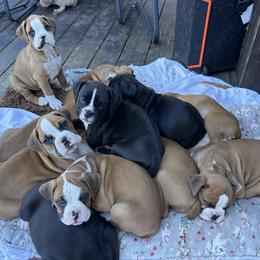 Boxer Puppies from Nala’s Pride