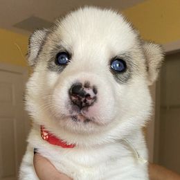 Siberian Huskies from Alessandra's Huskies