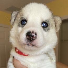 Siberian Huskies from Alessandra's Huskies