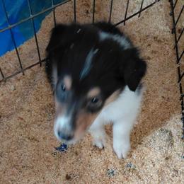 Little Girl - Black white and tan female Collie puppy in St Stephens, Wyoming from Desert Kennels