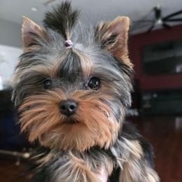 Layla - Yorkshire Terrier