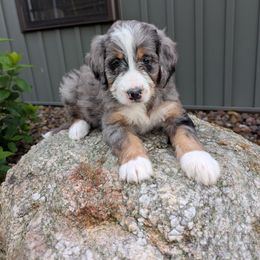 Cookie - Blue merle female Bernedoodle puppy in Beach City, Ohio from Blue Cloud Doodles