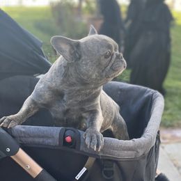 French Bulldogs from Chauve Souris Bulldogs