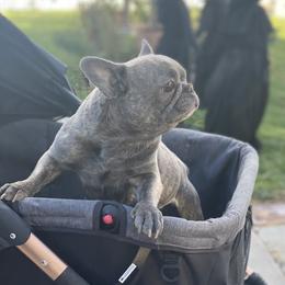 French Bulldogs from Chauve Souris Bulldogs