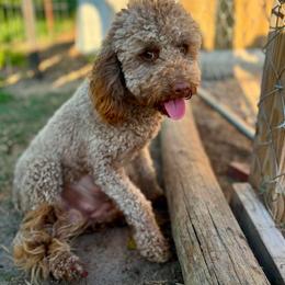 Remi - Goldendoodle