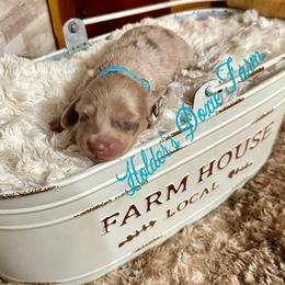 Wern - Dapple male Dachshund puppy in Atwood, Oklahoma from Holder’s Doxie Farm