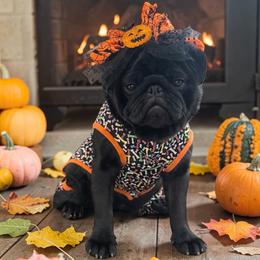 Elvira - Pug