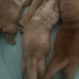 Girl 3 - Yellow female Labrador Retriever puppy in Littlefield, Arizona from Susan Burkey