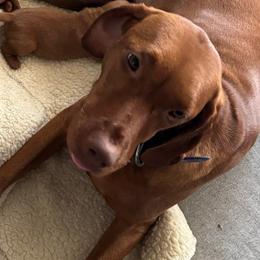 Amity - Vizsla