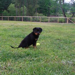 Rottweiler Puppies from Von Der Quinn Rottweilers