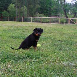 Rottweiler Puppies from Von Der Quinn Rottweilers