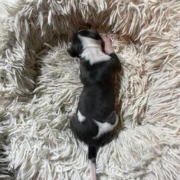Italian Greyhound Puppies from Fisher Link