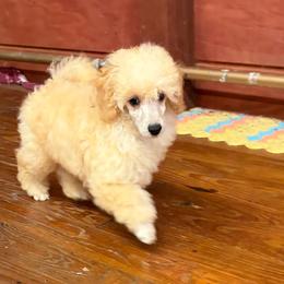 Cassidy - Apricot male Poodle puppy in Birmingham, Alabama from Stormborn