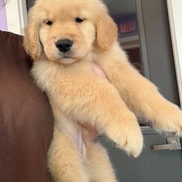 Pink girl - Golden female Golden Retriever puppy in Edgerton, Wisconsin from ERSA Acres Golden Retrievers...limited registration only offered, AKC Moyen and Miniature Poodles