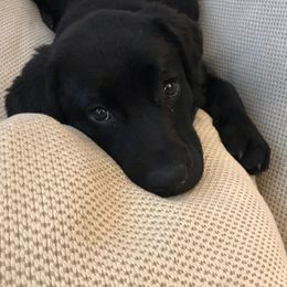 Labrador Retriever Puppies from Outside Labrador Retrievers