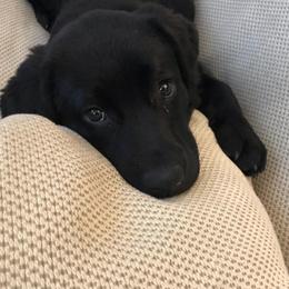 Labrador Retriever Puppies from Outside Labrador Retrievers