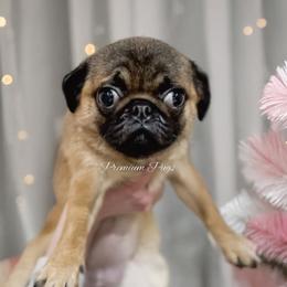 Alice (Apricot) - Fawn female Pug puppy in Shady Hills, Florida from Premium Pugs
