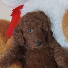 Asher Majestic Embrace Medium Import Line - Red  male Poodle puppy in Licking, Missouri from Majestic Embrace Poodles