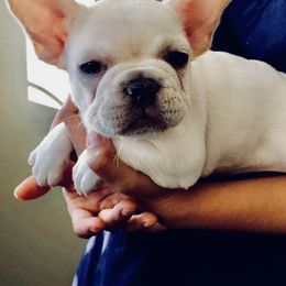 French Bulldog Puppies from L.A. French Paws