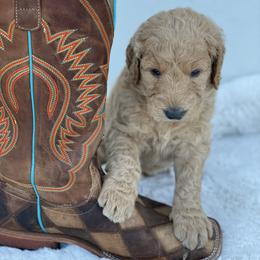 Border Collie and Goldendoodle Puppies from That’s My Doodle