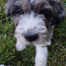 English Springer Spaniels and Springerdoodles from McNally's Springer Spaniels