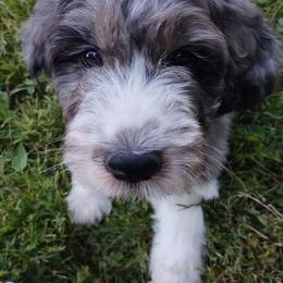 English Springer Spaniels and Springerdoodles from McNally's Springer Spaniels