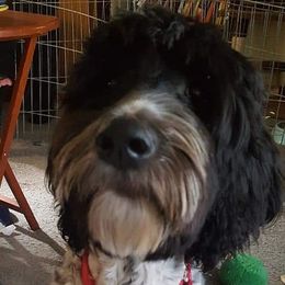 Ciri - Labradoodle