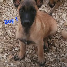 Boy 1 - Fawn male Belgian Malinois puppy in Corpus Christi, Texas from Heavenly Firefly Belgian Malinois