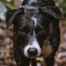 Border Collies from M&D Border Collies