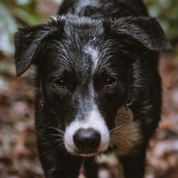 Border Collies from M&D Border Collies