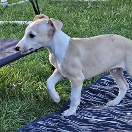 Boy 1 - Fawn male Whippet puppy in Kalamazoo, Michigan from Clarriott Whippets & Cavapoos