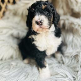 Bruno - Tri-color male Bernedoodle puppy in Natural Bridge, Virginia from Rockbridge Puppies