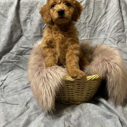 French Bulldog, Goldendoodle, and Golden Retriever Puppies from SoCalFamilyFrenchies, Doodles and more