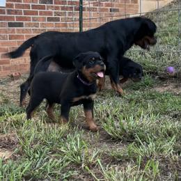 Rottweiler Puppies from Vom Rohrbach Rottweilers
