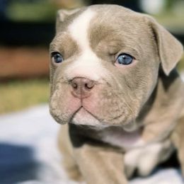 Bulldogs from Sergio Gar's Bulldogs