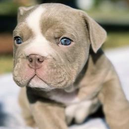 Bulldogs from Sergio Gar's Bulldogs