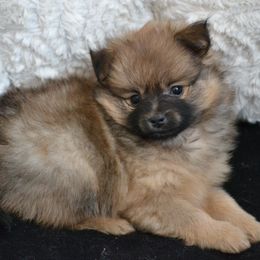 Pomeranians from Harlee’s Pomeranians