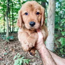 Bear - black - Dark golden male Golden Retriever puppy in Greeneville, Tennessee from Cultivate Farm