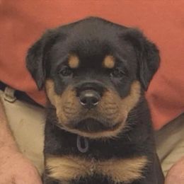 Kendra (Purple collar) - Black and mahogany female Rottweiler puppy in Carnesville,, Georgia from Von Knopf Rottweilers