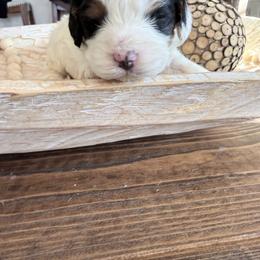 Girl 2 - Tri-color female Cavapoo puppy in Bloomfield, Iowa from Schooley Doodles